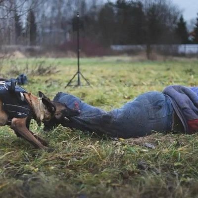 Подразделение «К9» НД 5