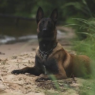Подразделение «К9» НД 3