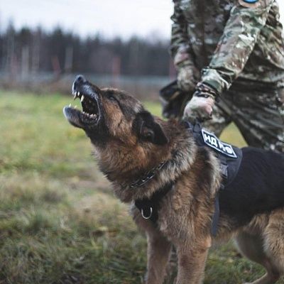Подразделение «К9» НД 2